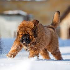 Tibetan Mastiff